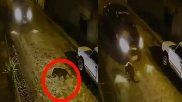 El perro intentó quitarse, pero el auto no le dio oportunidad. Foto: Captura de pantalla