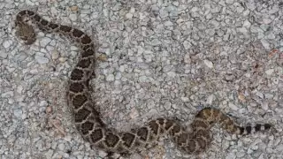 Serpiente de cascabel muerde a un jardinero en Conkal