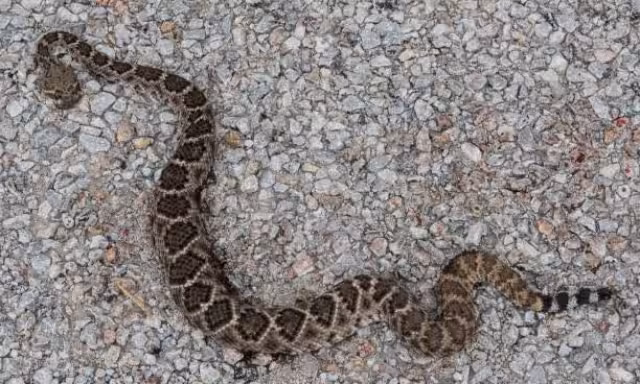 Lamentablemente, la serpiente fue sacrificada por los testigos