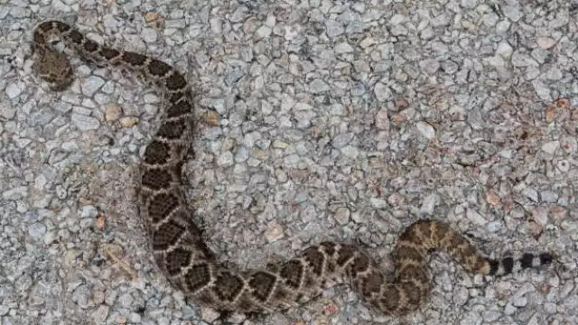 Lamentablemente, la serpiente fue sacrificada por los testigos