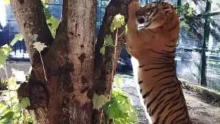 Fotos: Luis Manuel Pech Sánchez