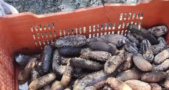 Autoridades desmantelan campamento clandestino de pepino de mar y detienen a tres individuos