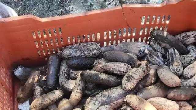 Autoridades desmantelan campamento clandestino de pepino de mar y detienen a tres individuos