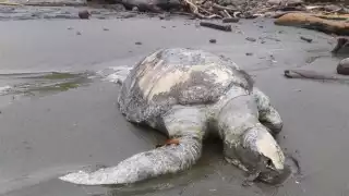 Encuentran más de 150 tortugas muertas en playas de Panamá
