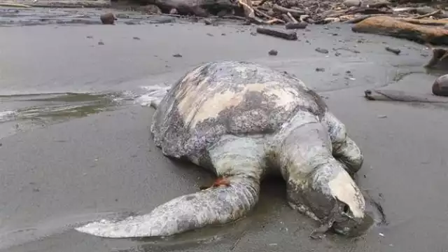 Encuentran más de 150 tortugas muertas en playas de Panamá