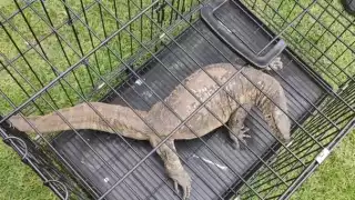El reptil que se encotró en Xochimilco, podría tratarse de un varano del Nilo. Foto: SSC