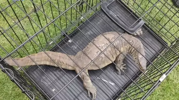 El reptil que se encotró en Xochimilco, podría tratarse de un varano del Nilo. Foto: SSC El reptil que se encotró en Xochimilco, podría tratarse de un varano del Nilo. Foto: SSC