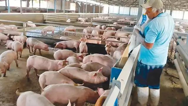 El pueblo de Homún está en contra de la granja porcícola porque quiere evitar que el agua se contamine