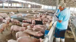 “El agua ya no sabe igual, los pozos huelen a cerdos”: Comunidades mayas de Yucatán denuncian contaminación por las granjas porcícolas