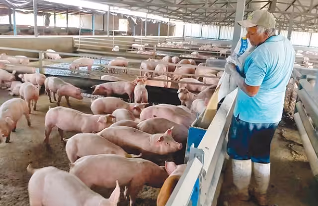 La expansión desmedida de la industria porcícola amenaza la salud y la biodiversidad