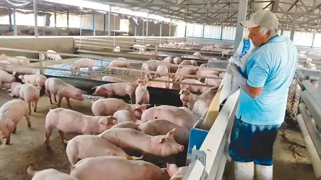 La expansión desmedida de la industria porcícola amenaza la salud y la biodiversidad