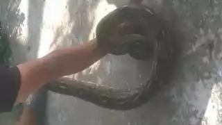 Pánico en Bécal por dos boas de gran tamaño; autoridades logran rescate seguro