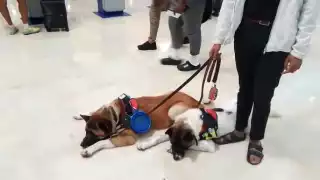 Se registró 531 operaciones aéreas