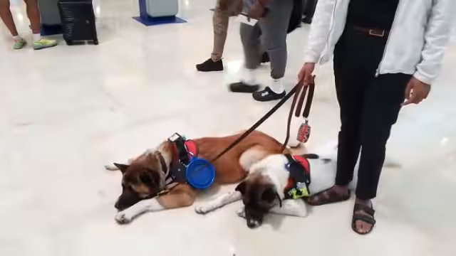 Se registró 531 operaciones aéreas