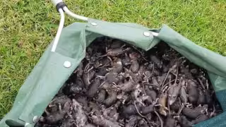 Plaga de ratones en Australia