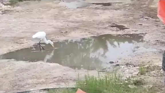 En la colonia ejidal de Playa del Carmen se repontaron avistamientos de garzas despues d e20 años