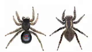 ¿De Spider-man o del Barcelona? Descubren araña con los colores azul y rojo en el pecho