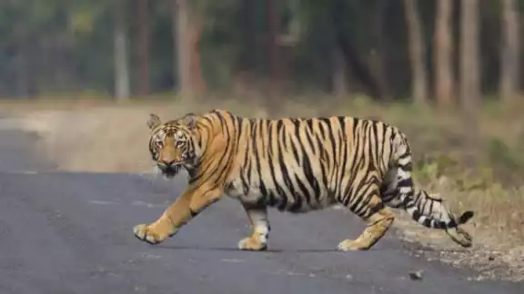 Uno de los felinos más imponentes del mundo, apareció de manera circunstancial en la carretera Cancún- Leona Vicario Uno de los felinos más imponentes del mundo, apareció de manera circunstancial en la carretera Cancún- Leona Vicario