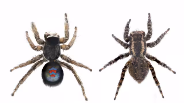 ¿De Spider-man o del Barcelona? Descubren araña con los colores azul y rojo en el pecho