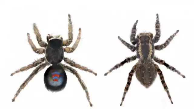 ¿De Spider-man o del Barcelona? Descubren araña con los colores azul y rojo en el pecho