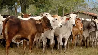 En Campeche existe un aproximado de 17 mil 115 ganaderos