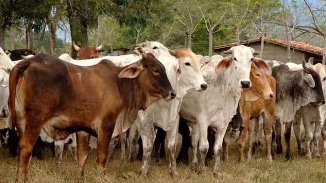 En Campeche existe un aproximado de 17 mil 115 ganaderos