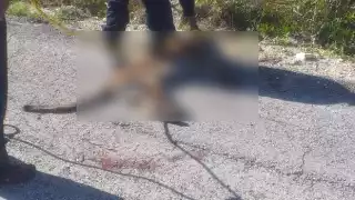 El automovilista se dio a la fuga tras atropellar al puma y dejarlo a su suerte sufriendo