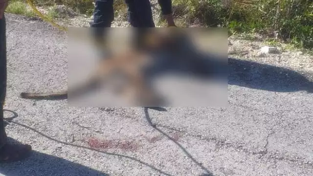 El automovilista se dio a la fuga tras atropellar al puma y dejarlo a su suerte sufriendo