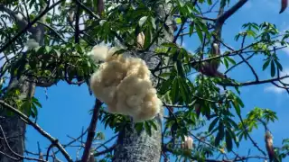 Las bolas de algodón hacen alusión a un gatito por la esponjosidad, aseguran