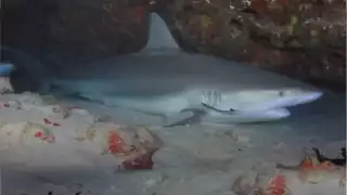 La Cueva de los Tiburones Dormidos espera a los expertos a conocerla