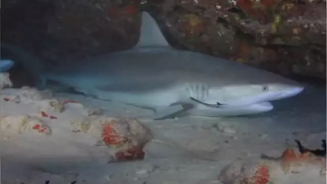 Son varias las especies que habitan en Quintana Roo y todas poseen diferentes características