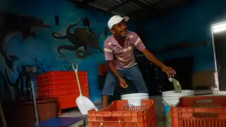 Una de las quejas se refi ere a prácticas nocivas, como el uso de cloro para extraer al octópodo de sus cuevas