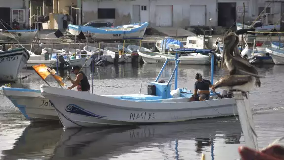 A pesar del panorama, los pescadores tienen confianza; más de 300 naves están operando. A pesar del panorama, los pescadores tienen confianza; más de 300 naves están operando.