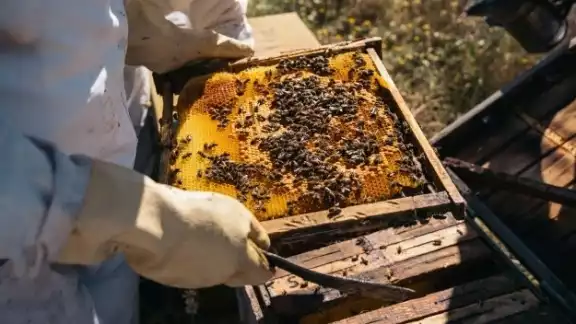 Buscan proteger a 12 mil 540 productores en Yucatán. Buscan proteger a 12 mil 540 productores en Yucatán.