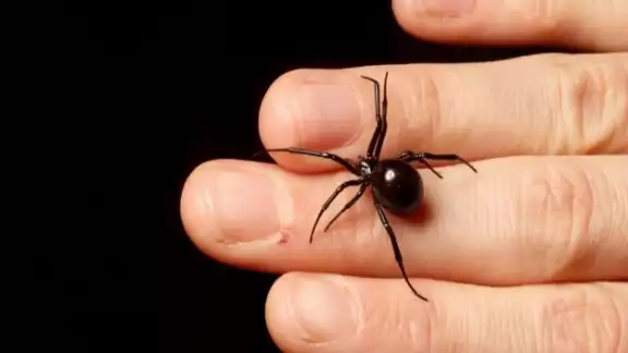 Picadura de viudas negras