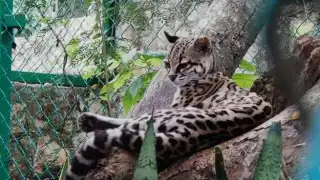 FOTO: David Vázquez