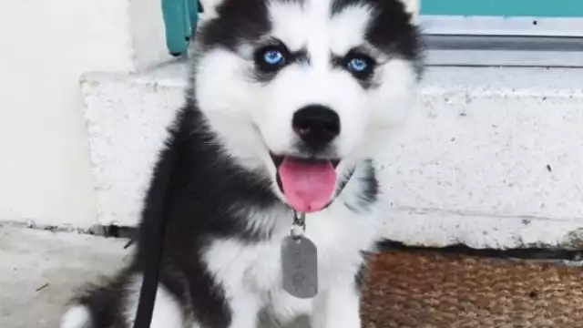 El perrito fue robado de la cochera de su casa en la colonia San Rafael