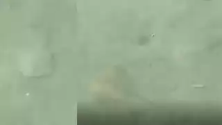 Mantarrayas bebé aparecen en la bahía de Chetumal, Quintana Roo