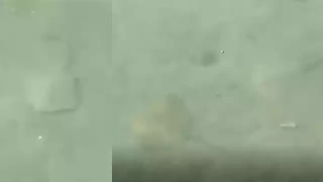 Mantarrayas bebé aparecen en la bahía de Chetumal, Quintana Roo