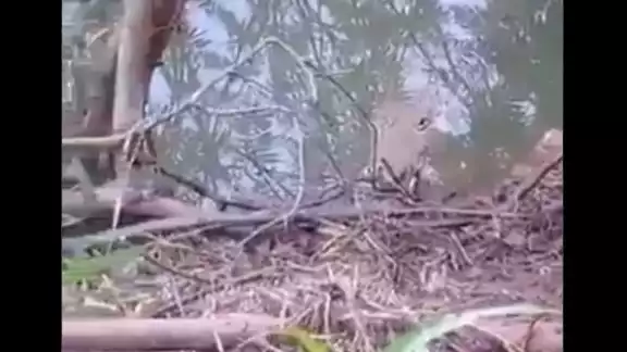 El cocodrilo se encontraba medio sumergido en el agua, por lo que alcanzó a ver a la mujer mientras se acercaba El cocodrilo se encontraba medio sumergido en el agua, por lo que alcanzó a ver a la mujer mientras se acercaba