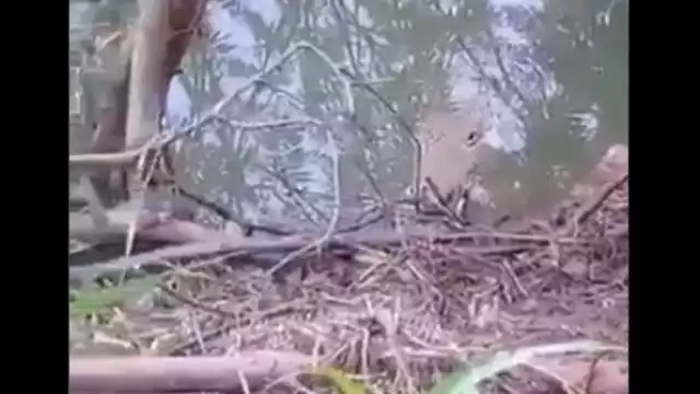 El cocodrilo se encontraba medio sumergido en el agua, por lo que alcanzó a ver a la mujer mientras se acercaba