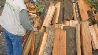 La Reserva Forestal de Bolonchén cuenta con 73 mil héctareas de selva