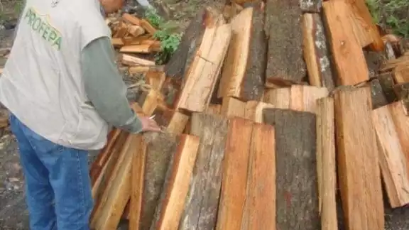 La Reserva Forestal de Bolonchén cuenta con 73 mil héctareas de selva La Reserva Forestal de Bolonchén cuenta con 73 mil héctareas de selva