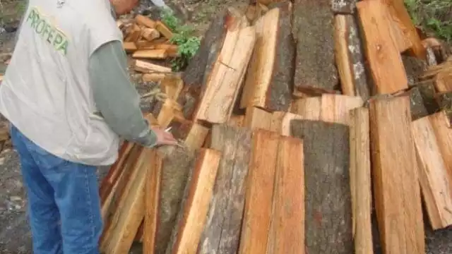 La Reserva Forestal de Bolonchén cuenta con 73 mil héctareas de selva