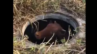 La vaca fue rescatada de esta forma en Veracruz