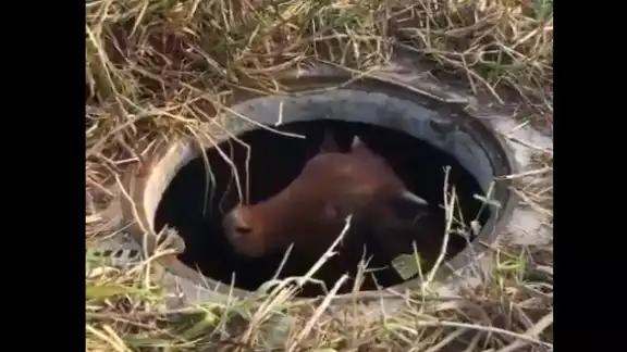 La vaca fue rescatada de esta forma en Veracruz La vaca fue rescatada de esta forma en Veracruz
