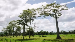 Los árboles de tinte sobreviven en suelos húmedos donde poco a poco forman agrupaciones conocidas como tíntales.