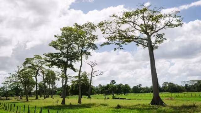 Los árboles de tinte sobreviven en suelos húmedos donde poco a poco forman agrupaciones conocidas como tíntales.