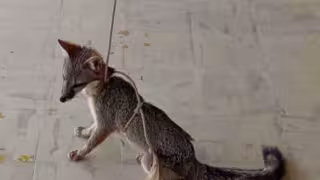 Encuentran zorra gris herida y debilitada en el patio de una vivienda en Ixil