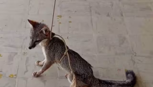 Autoridades rescatan zorra gris en Ixil; reportan lesión en el hocico